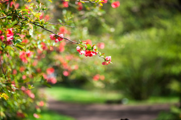 Flowers in the springtime