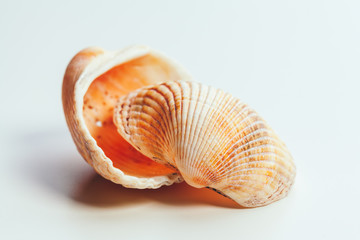 Sea shell on white background