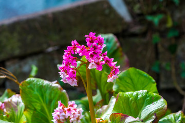 Flowers in the springtime