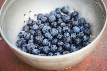 Blueberries in colander 