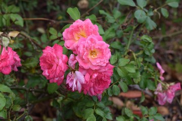 pink rose in the garden