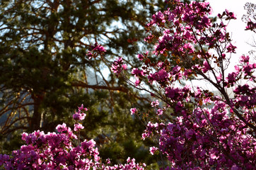 Obraz premium Bright pink, blooming Rhododendron Ledebour or it is also called Maralnik