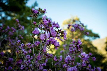 Bright pink, blooming Rhododendron Ledebour or it is also called Maralnik