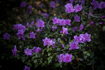 Bright pink, blooming Rhododendron Ledebour or it is also called Maralnik