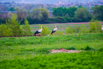 Obraz na płótnie Canvas Storks birds