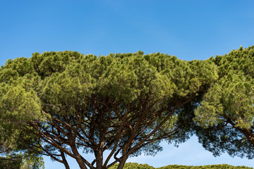 Forest with maritime pines - Ostia Antica Rome Italy