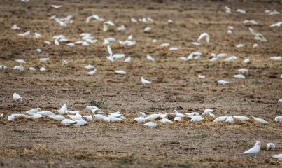 Fototapeta na wymiar Flock of wild cockatoos feeding
