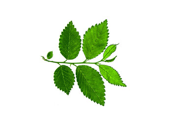 Plant leaves isolated on white background