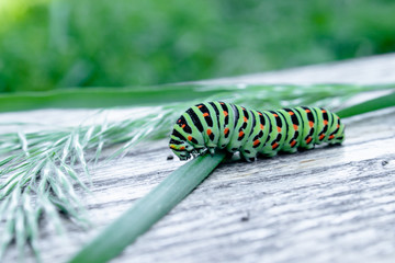 The green caterpillar Machaon feeds on green leaves.