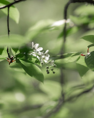 Spring nature background, green tree leaves 