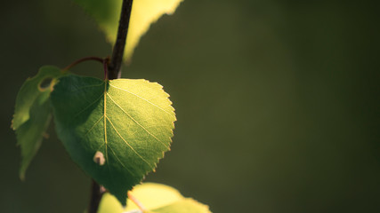 Birch tree branch with fresh leaves in spring