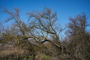 Obraz premium Image of trees felled by hurricane.