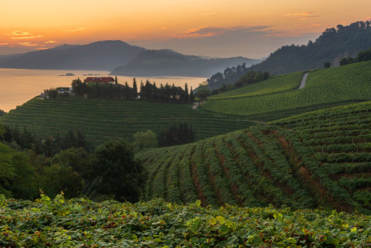 Txakoli white wine vineyards at sunrise, Getaria, Spain