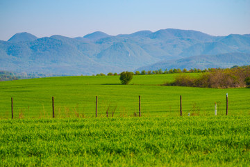 Springtime landscape