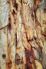 Bark of a eucalyptus tree