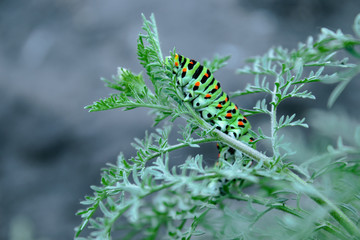 caterpillar crawling on a thin green twig.