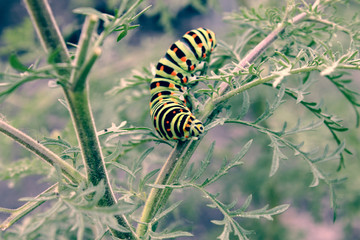 Naklejka premium Machaon caterpillar sits on a green stalk.