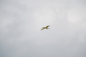 Danube delta
