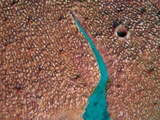 Crater landscape of a coral, Oberfäche einer Koralle