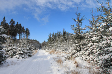 Winter landscape, ski track in forest