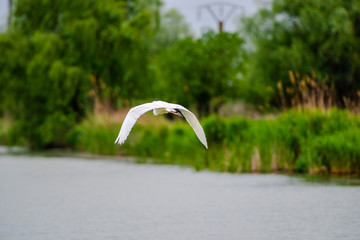 Danube delta