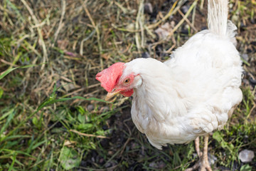 white adult chicken walking in the garden