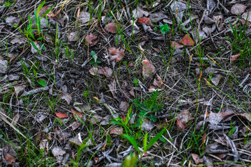 image of a spring grass