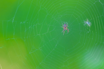 Spider hangs on a spider net