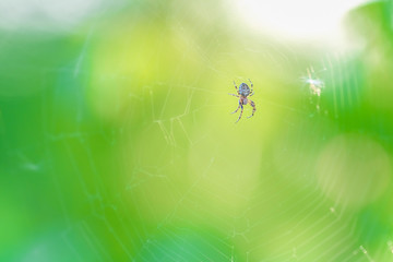 Spider hangs on a spider net