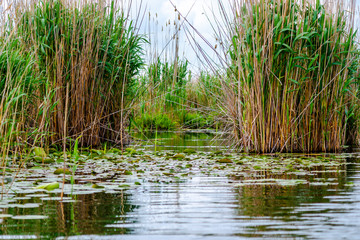 Lilies in Danube Delta