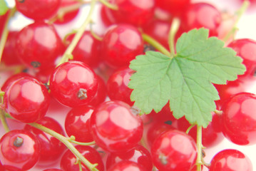Fresh redcurrant Ribes rubrum in orchard, Dnipro Ukraine