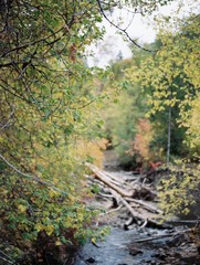 autumn in forest