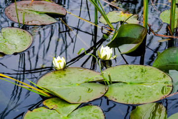 Lilies in Danube Delta