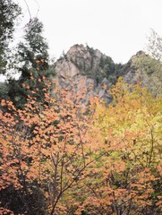 autumn in zion national park