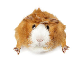 Guinea pig on white