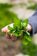 a bunch of green fragrant mint in the hands of an adult girl