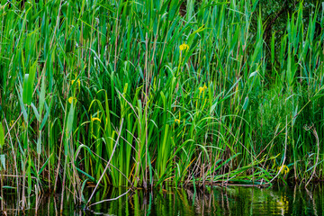Danube delta