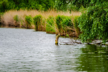 Amazing Danube Delta