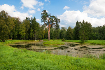 Forest man-made lake with a pine growing on the island