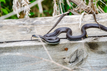 Snakes on Danube Delta