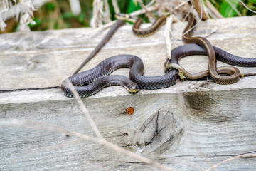 Snakes on Danube Delta