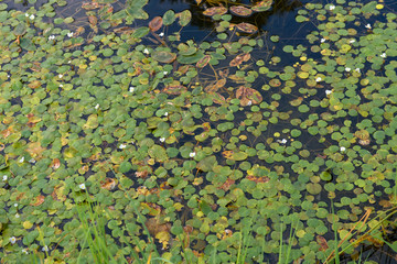 The surface of the forest lake overgrown with algae Vodokras ordinary (Hydrocharis morsus-ranae)