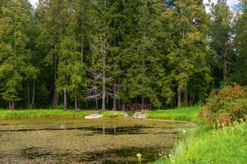 Forest man-made lake with a birch growing on the island