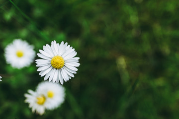 Fleur pâquerette blanche dans un champ