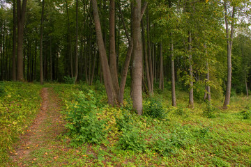 Footpath going through a linden alley