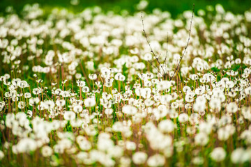 Fototapeta premium Dandelions flowers at the end