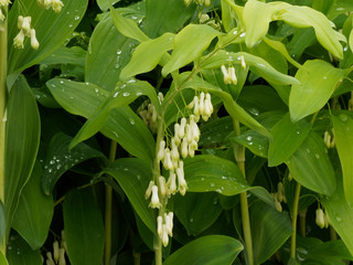 Polygonatum multiflorum. Grappe de fleurs en tubes blanc du sceau de salomon multiflore.