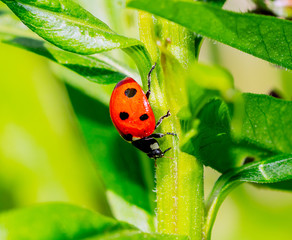 Beautiful insect ladybug.Macro outdoor