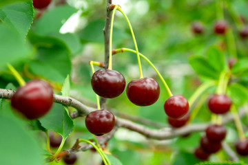 Red cherries with drops of rain on branch. Ripe berries hanging on cherry tree branch macro. Close up ripe red cherry after rain in garden.