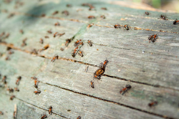 Many ants working together on fallen dry tree at sunny day un the forest close up. Macro ant. Group of insects